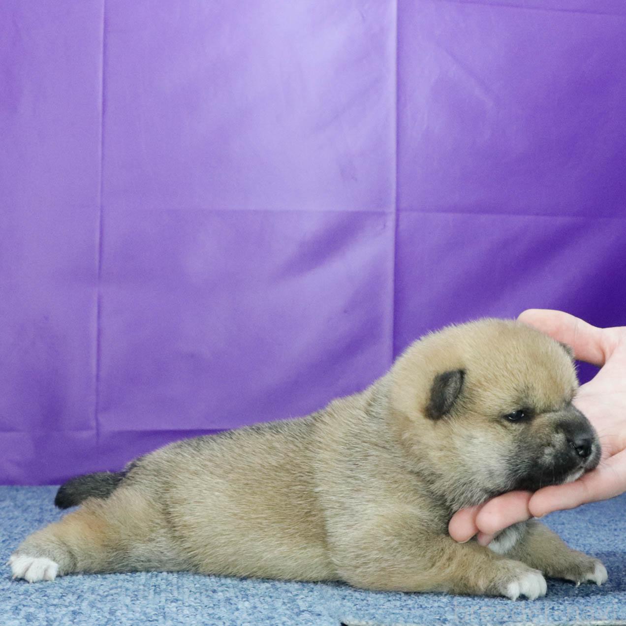 販売中の愛知県の柴犬-387497の2枚目